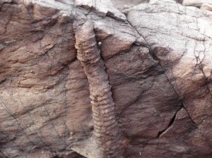 生痕(せいこん)化石：写真1